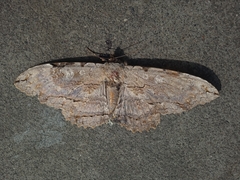 Lepidoptera