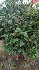 Capparis micracantha