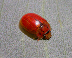 Paropsisterna bimaculata