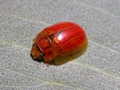 Paropsisterna bimaculata