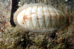 Ischnochiton contractus