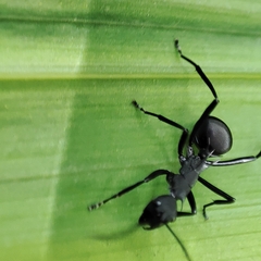 Polyrhachis abdominalis