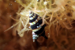 Austromitra analogica