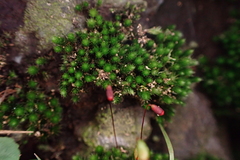 Bryaceae