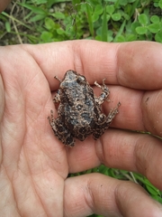 Pristimantis unistrigatus