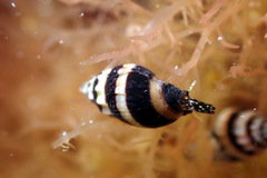 Austromitra analogica