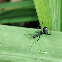 Polyrhachis abdominalis