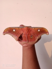 Antheraea paphia