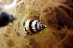 Austromitra analogica