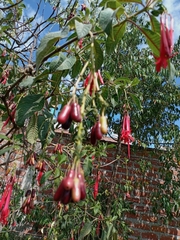 Fuchsia boliviana