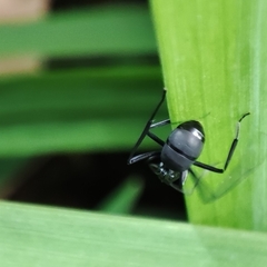 Polyrhachis abdominalis