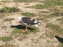 Leucophaeus scoresbii