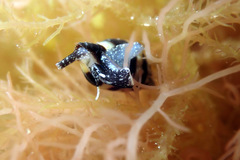 Austromitra analogica