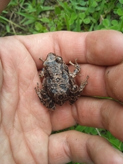 Pristimantis unistrigatus