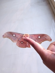 Antheraea paphia