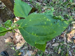 Chromolaena odorata