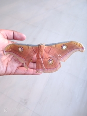 Antheraea paphia