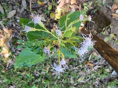 Chromolaena odorata
