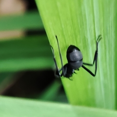Polyrhachis abdominalis