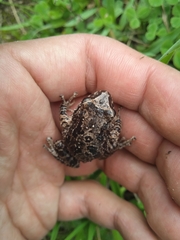 Pristimantis unistrigatus