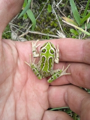 Gastrotheca riobambae
