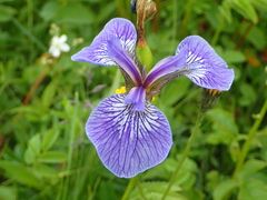 Iris hookeri