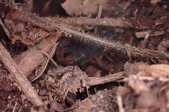 Centruroides gracilis