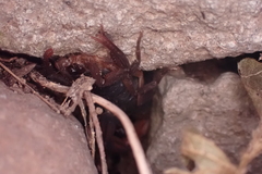 Centruroides gracilis