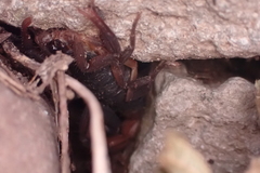 Centruroides gracilis