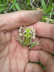 Gastrotheca riobambae