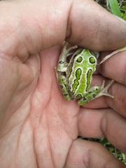 Gastrotheca riobambae