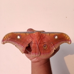Antheraea paphia