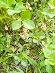 Gastrotheca riobambae