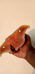 Antheraea paphia
