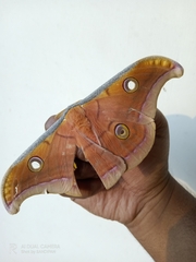 Antheraea paphia