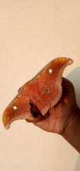 Antheraea paphia