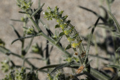 Cryptantha barbigera
