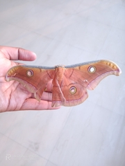 Antheraea paphia