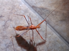 Ricolla quadrispinosa