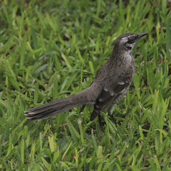 Mimus longicaudatus