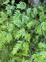 Pteris macilenta