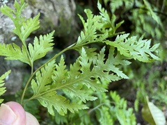 Pteris macilenta