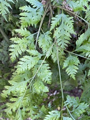 Pteris macilenta