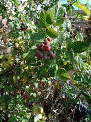 Rubus glaucus