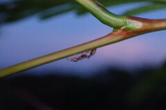 Pseudomyrmex ferrugineus