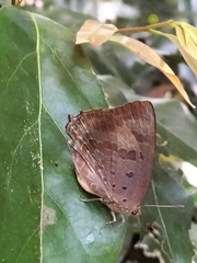 Arhopala madytus