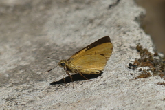 Cupitha purreea