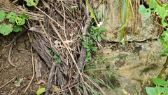 Myosotis brockiei dysis