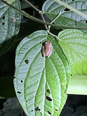 Diasporus diastema
