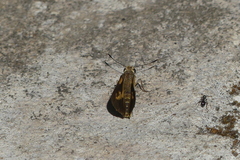 Cupitha purreea